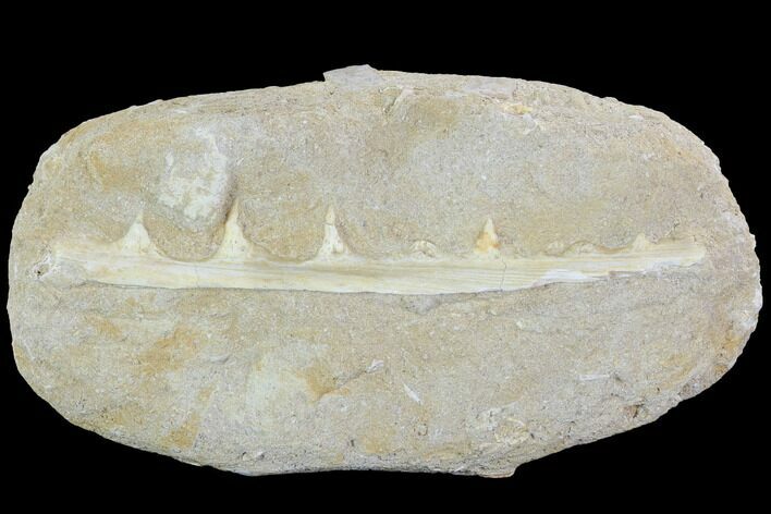 Enchodus Jaw Section with Teeth - Cretaceous Fanged Fish #87999